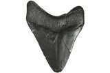 Bargain, Fossil Megalodon Tooth - Georgia #151510-1